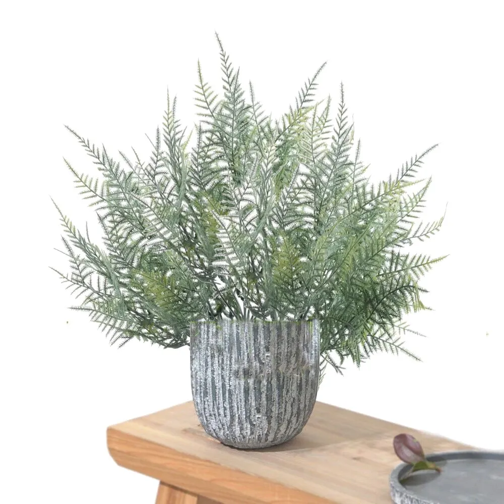 Fir Feriga Asparagus 36cm