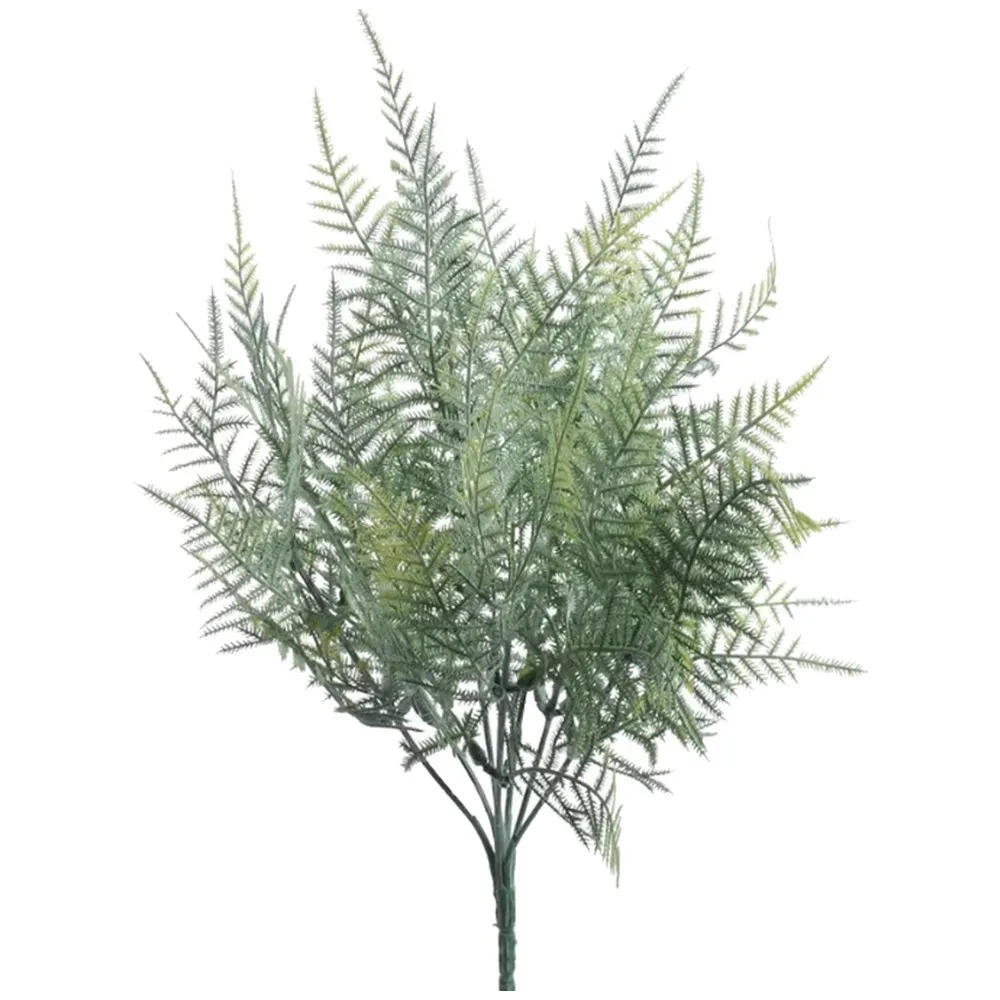 Fir Feriga Asparagus 36cm