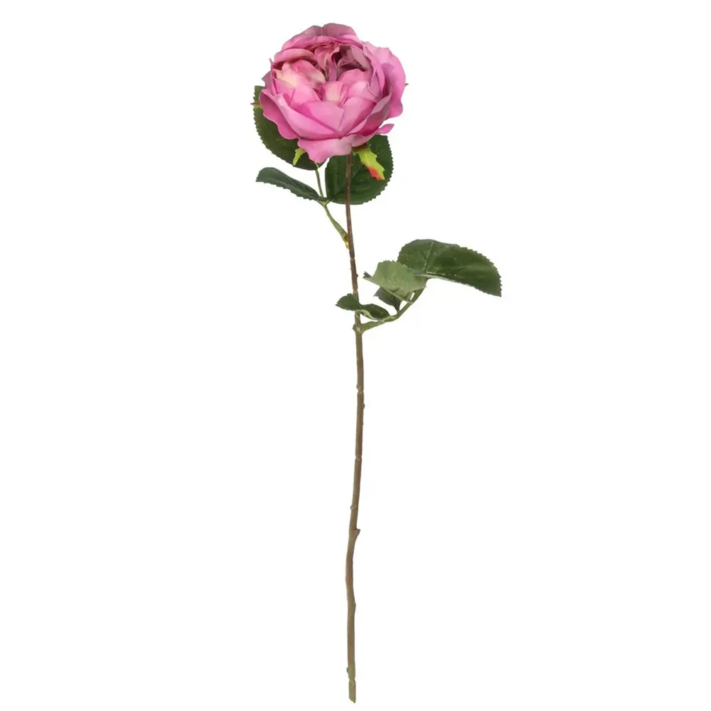 Fir Trandafir Fucsia